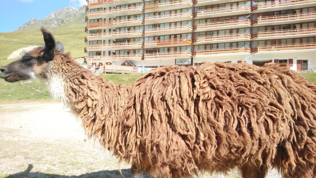 En Pleine Montagne Avec Vue Sur Marmottes *